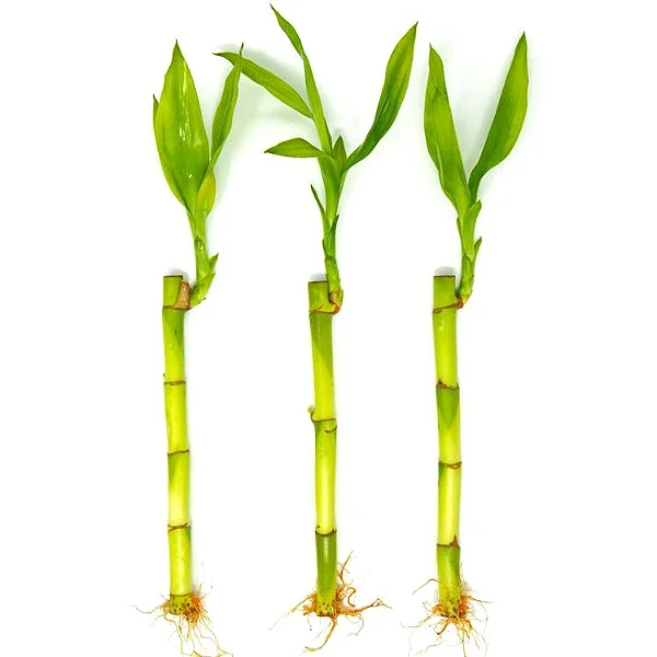 bambu da sorte 3 haste significado